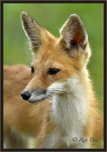 Red Fox (Vulpes vulpes)